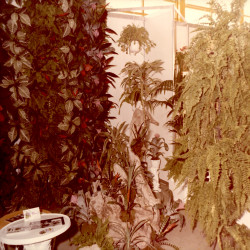 DETROP Περίπτερα 1981:Φωτογραφία 20