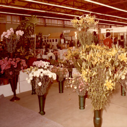 DETROP Περίπτερα 1981:Φωτογραφία 13