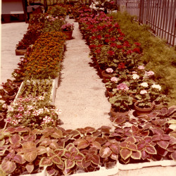 DETROP Περίπτερα 1981:Φωτογραφία 15