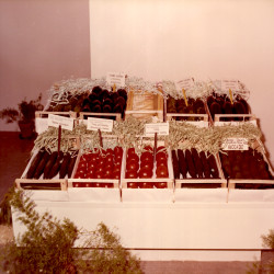 DETROP Περίπτερα 1981:Φωτογραφία 22