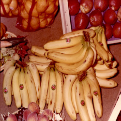 DETROP Περίπτερα 1981:Φωτογραφία 23