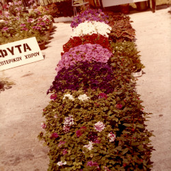 DETROP Περίπτερα 1981:Φωτογραφία 14