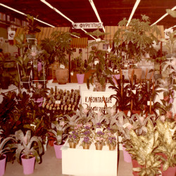 DETROP Περίπτερα 1981:Φωτογραφία 16